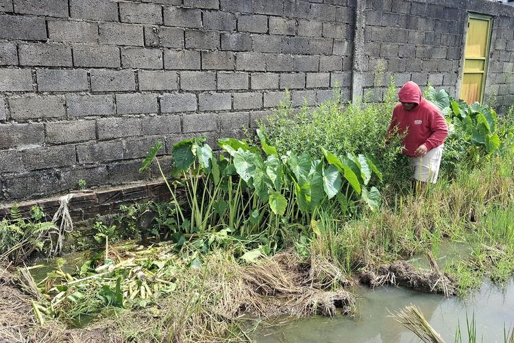 Petani di Madiun Menjerit, Limbah MBG Diduga Cemari Sawah